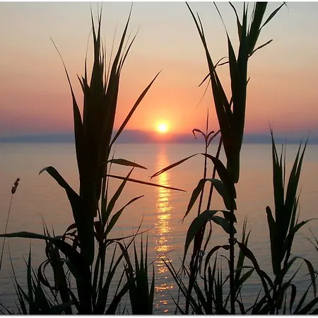 Mimoza * Karaburun (Izmir)